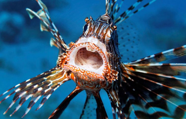 Lion Fish