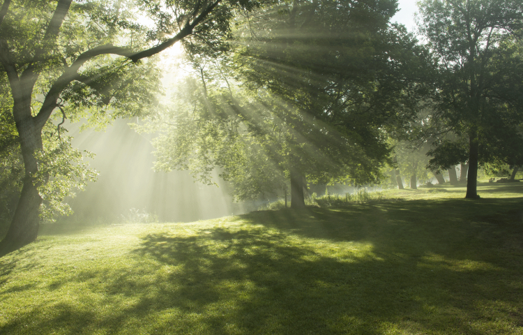 Morning Glory