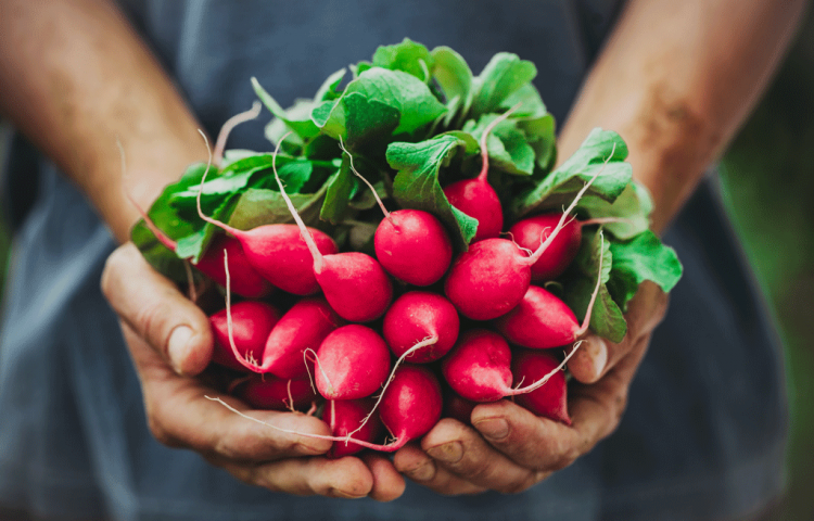 Radishes