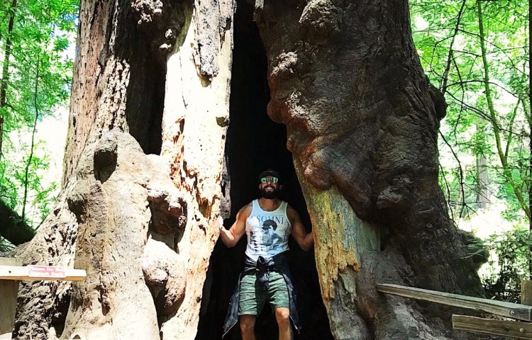 Adam in a Giant Red Wood
